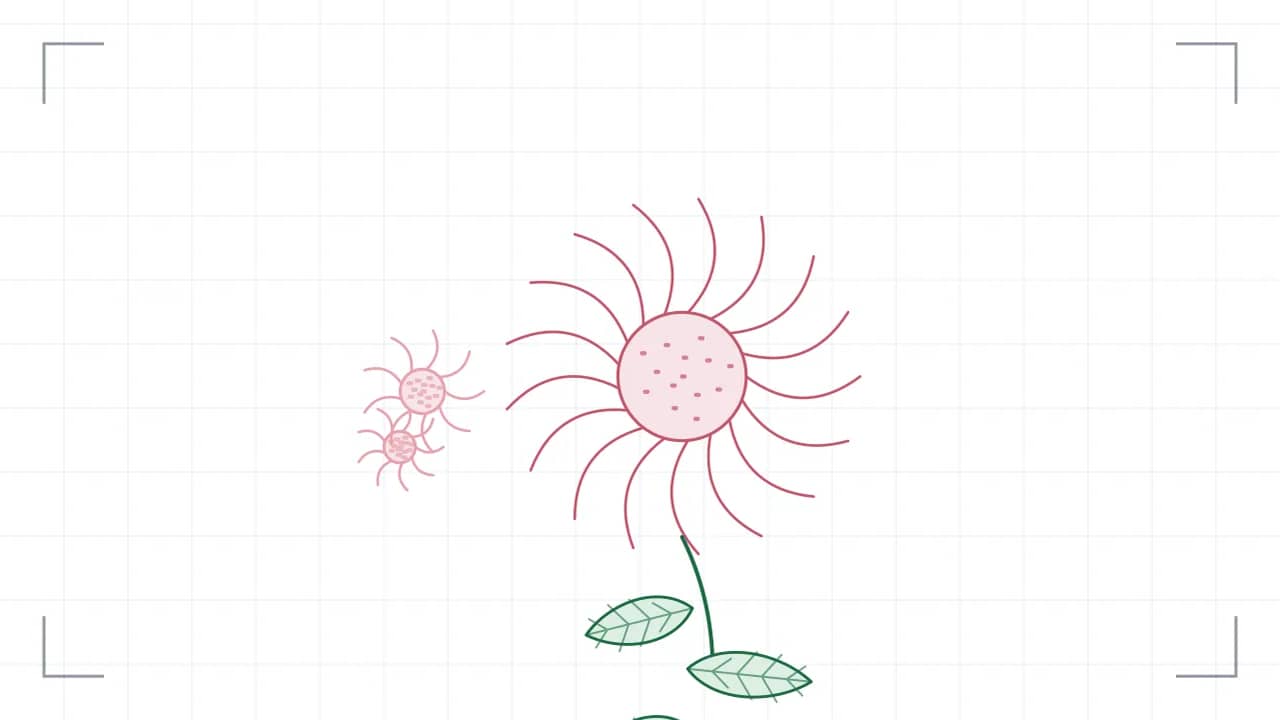 Nahsicht auf eine Korbblüte: siebzehn Zungenblüten stehen strahlenförmig um eine gepunktete Röhrenmitte. Der Stiel führt nach unten aus dem Bild, daran sitzen grosse Blätter mit sichtbaren Adern; seitlich stehen zwei kleinere Blüten.
