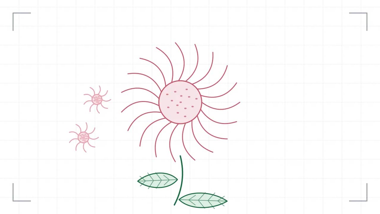 Nahsicht auf eine Korbblüte: neunzehn Zungenblüten stehen strahlenförmig um eine gepunktete Röhrenmitte. Der Stiel führt nach unten aus dem Bild, daran sitzen grosse Blätter mit sichtbaren Adern; seitlich stehen zwei kleinere Blüten.