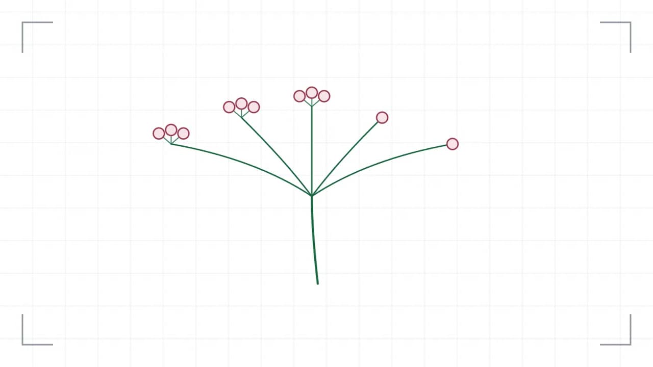 Botanisches Blütenstands-Diagramm einer Dolde: aus einem einzigen Knoten fächern gleich lange Strahlen auf. ein Verzweigungspunkte tragen fünf Einzelblüten als Kreise; die Strichstärke nimmt mit jeder Ordnung ab.