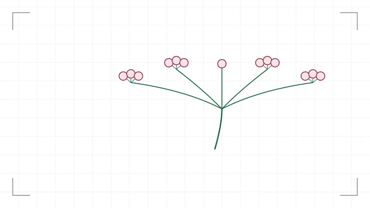 Botanisches Blütenstands-Diagramm einer Dolde: aus einem einzigen Knoten fächern gleich lange Strahlen auf. ein Verzweigungspunkte tragen fünf Einzelblüten als Kreise; die Strichstärke nimmt mit jeder Ordnung ab.