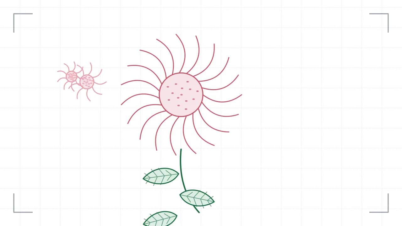 Nahsicht auf eine Korbblüte: neunzehn Zungenblüten stehen strahlenförmig um eine gepunktete Röhrenmitte. Der Stiel führt nach unten aus dem Bild, daran sitzen grosse Blätter mit sichtbaren Adern; seitlich stehen zwei kleinere Blüten.