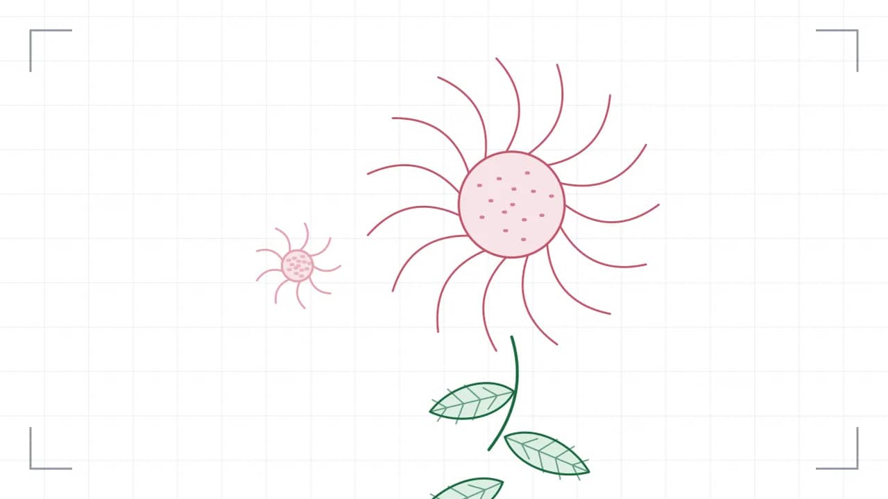 Nahsicht auf eine Korbblüte: fünfzehn Zungenblüten stehen strahlenförmig um eine gepunktete Röhrenmitte. Der Stiel führt nach unten aus dem Bild, daran sitzen grosse Blätter mit sichtbaren Adern; seitlich stehen ein kleinere Blüten.