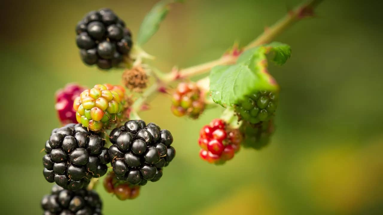 Brombeeren an der Ranke, reife schwarze neben noch roten und grünen Früchten.