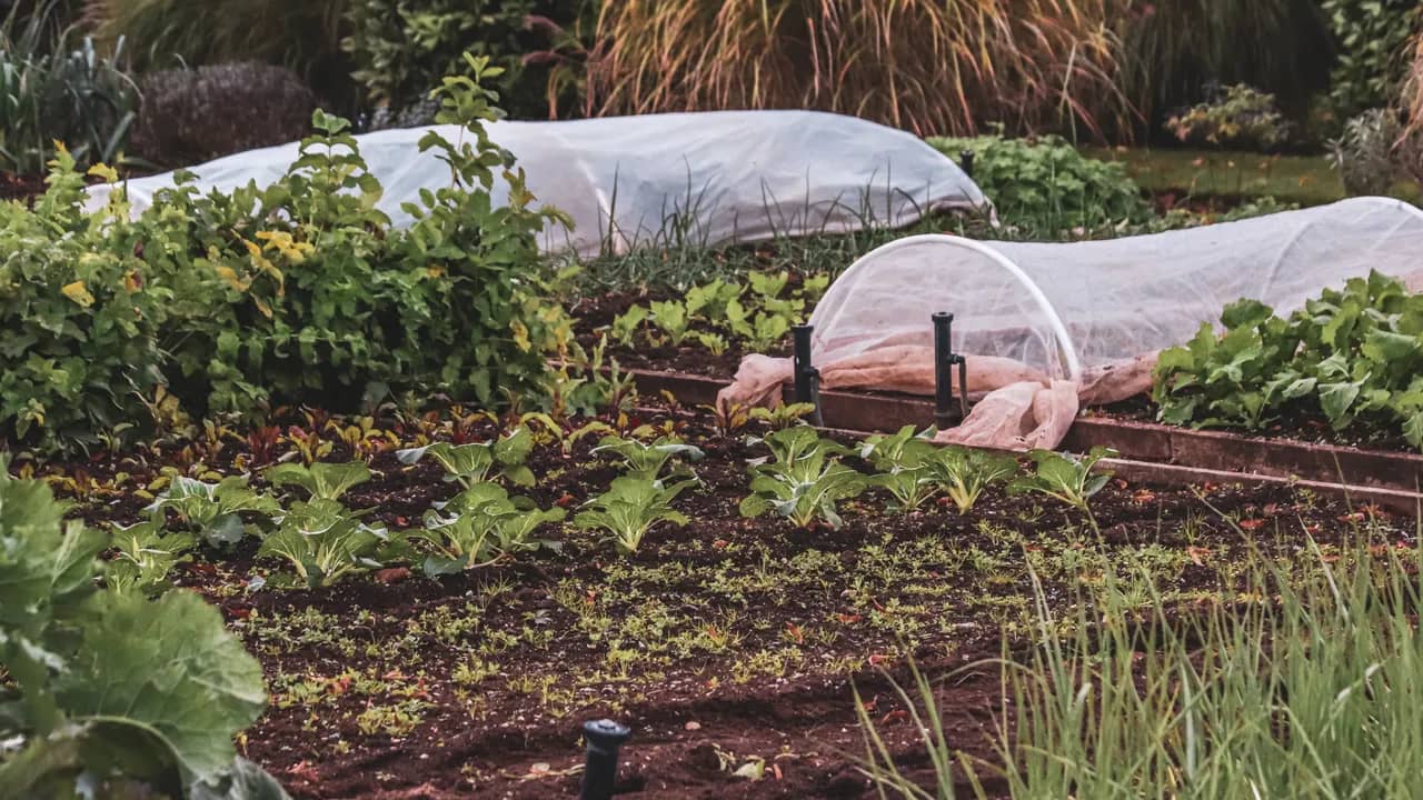 Gemüsegarten mit dunkler Erde, jungen Kohlpflanzen in Reihen und zwei Beeten unter weissem Schutzvlies auf Bügeln.
