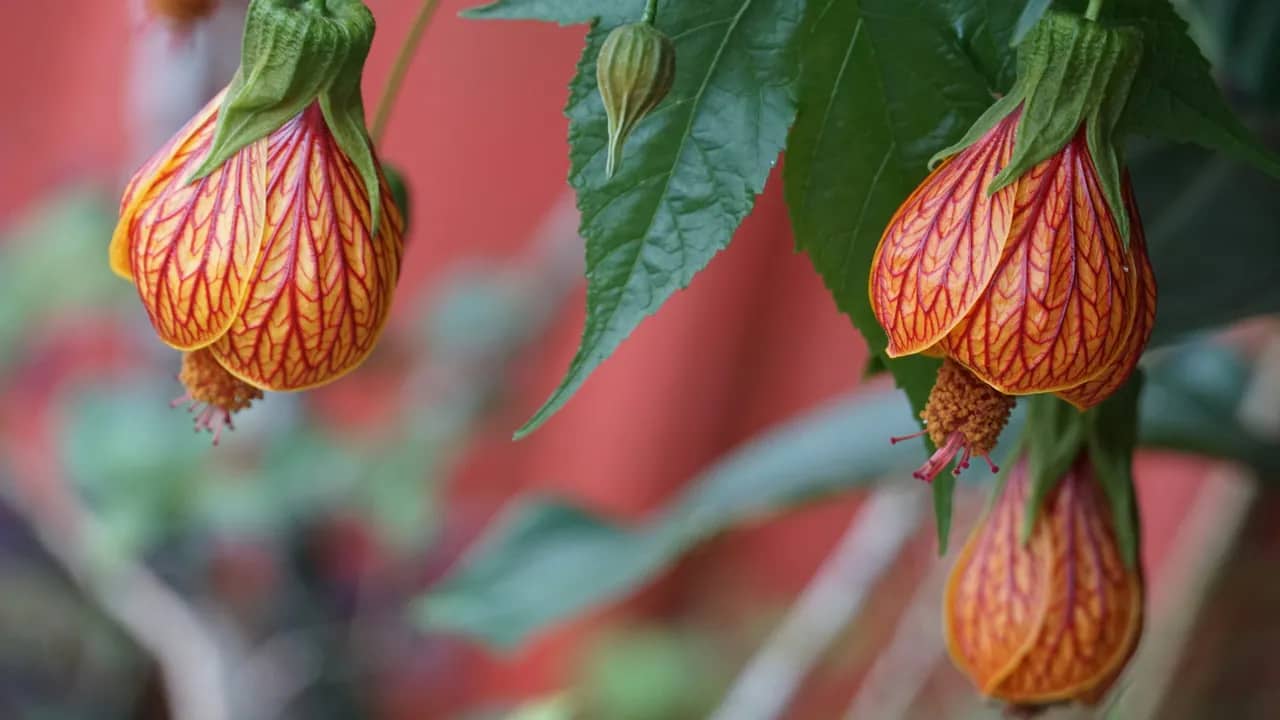 Hängende orange Glockenblüten der Schönmalve mit roter Aderung zwischen grünen Blättern.