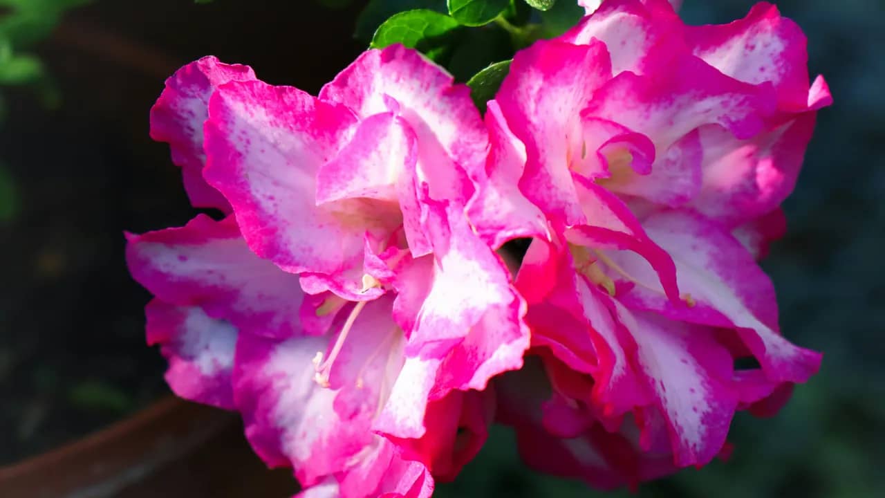 Zwei gefüllte Azaleenblüten in Pink und Weiss vor dunklem Hintergrund.