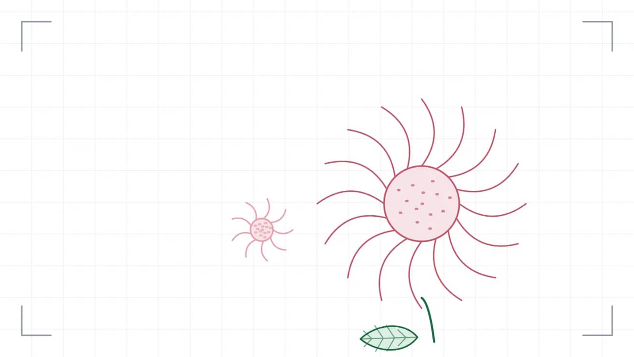 Nahsicht auf eine Korbblüte: sechzehn Zungenblüten stehen strahlenförmig um eine gepunktete Röhrenmitte. Der Stiel führt nach unten aus dem Bild, daran sitzen grosse Blätter mit sichtbaren Adern; seitlich stehen zwei kleinere Blüten.