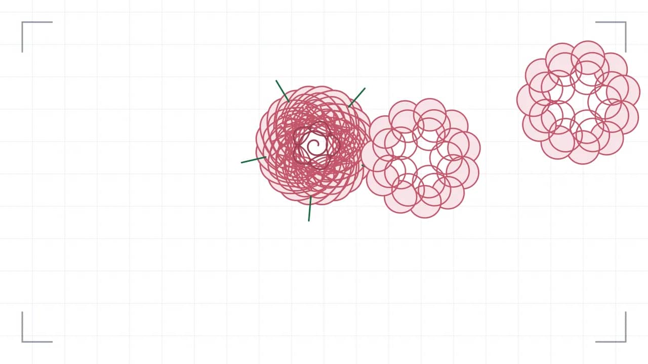 Rosenblüte von oben — drei gestaffelte Blüten: 38 Blütenblätter liegen in vier gegeneinander versetzten Kränzen um die Mitte, in der eine Spirale die Wuchsrichtung zeigt, darunter treten fünf Kelchblätter hervor. Dazu zwei weitere Blüten.
