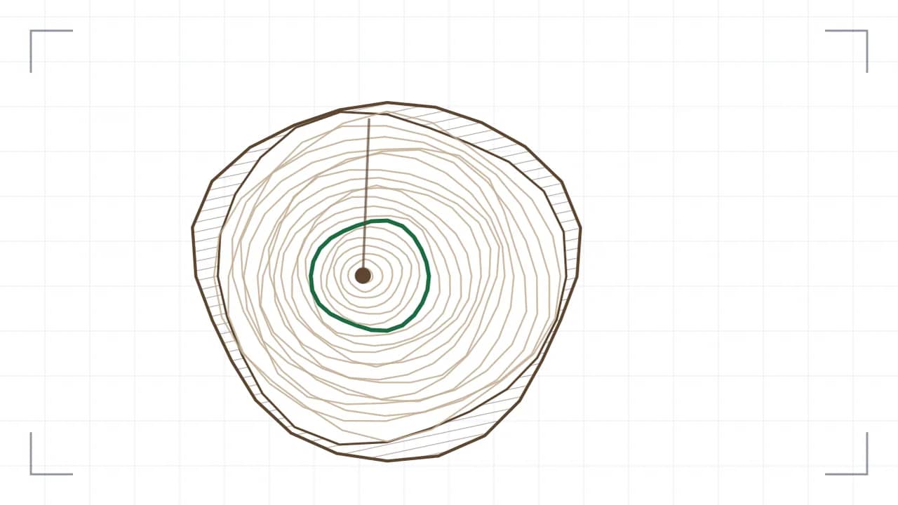 Stammquerschnitt mit Jahresringen: zehn unrunde Ringe liegen um ein exzentrisch sitzendes Mark, ein besonders breiter Ring ist grün hervorgehoben. Aussen liegt die schraffierte Rinde, ein radialer Riss läuft vom Mark nach aussen.