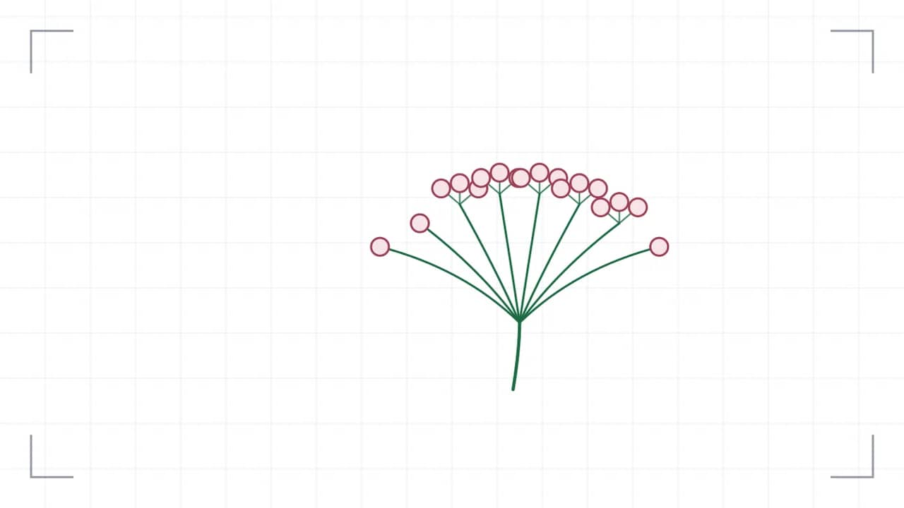 Botanisches Blütenstands-Diagramm einer Dolde: aus einem einzigen Knoten fächern gleich lange Strahlen auf. ein Verzweigungspunkte tragen acht Einzelblüten als Kreise; die Strichstärke nimmt mit jeder Ordnung ab.