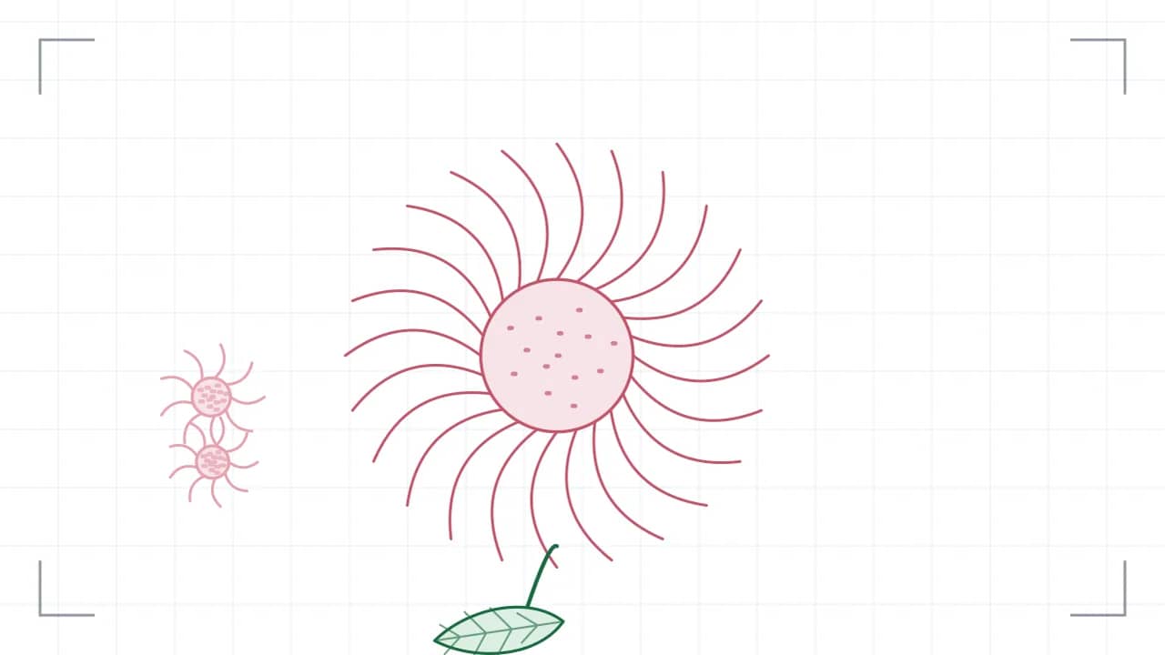 Nahsicht auf eine Korbblüte: 24 Zungenblüten stehen strahlenförmig um eine gepunktete Röhrenmitte. Der Stiel führt nach unten aus dem Bild, daran sitzen grosse Blätter mit sichtbaren Adern; seitlich stehen zwei kleinere Blüten.