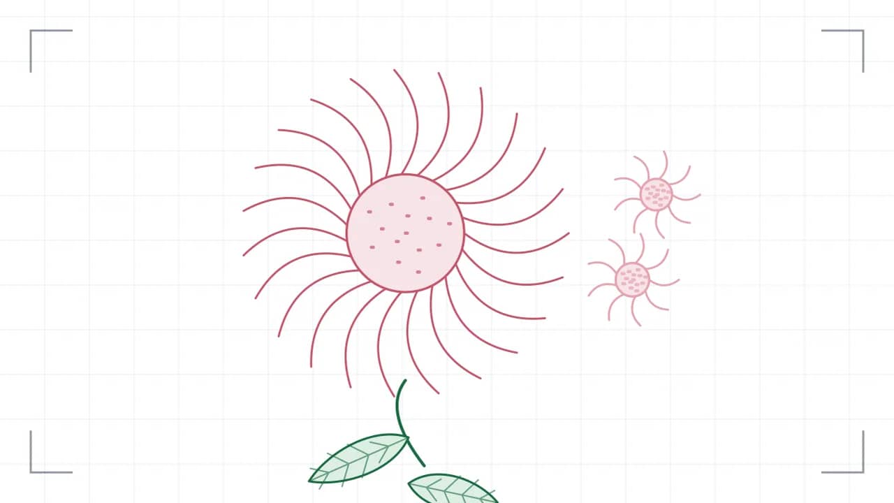 Nahsicht auf eine Korbblüte: 23 Zungenblüten stehen strahlenförmig um eine gepunktete Röhrenmitte. Der Stiel führt nach unten aus dem Bild, daran sitzen grosse Blätter mit sichtbaren Adern; seitlich stehen zwei kleinere Blüten.