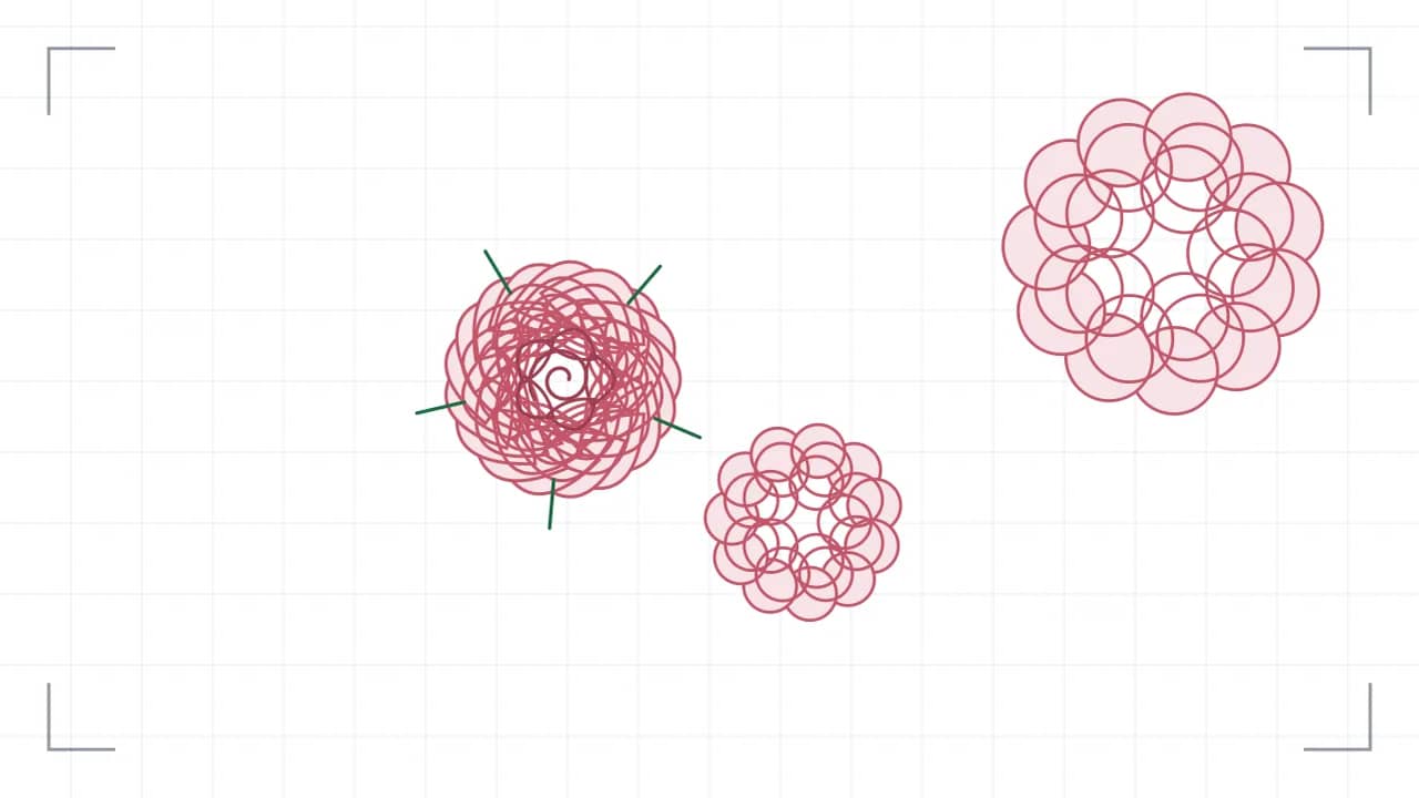 Rosenblüte von oben — drei gestaffelte Blüten: 38 Blütenblätter liegen in vier gegeneinander versetzten Kränzen um die Mitte, in der eine Spirale die Wuchsrichtung zeigt, darunter treten fünf Kelchblätter hervor. Dazu zwei weitere Blüten.