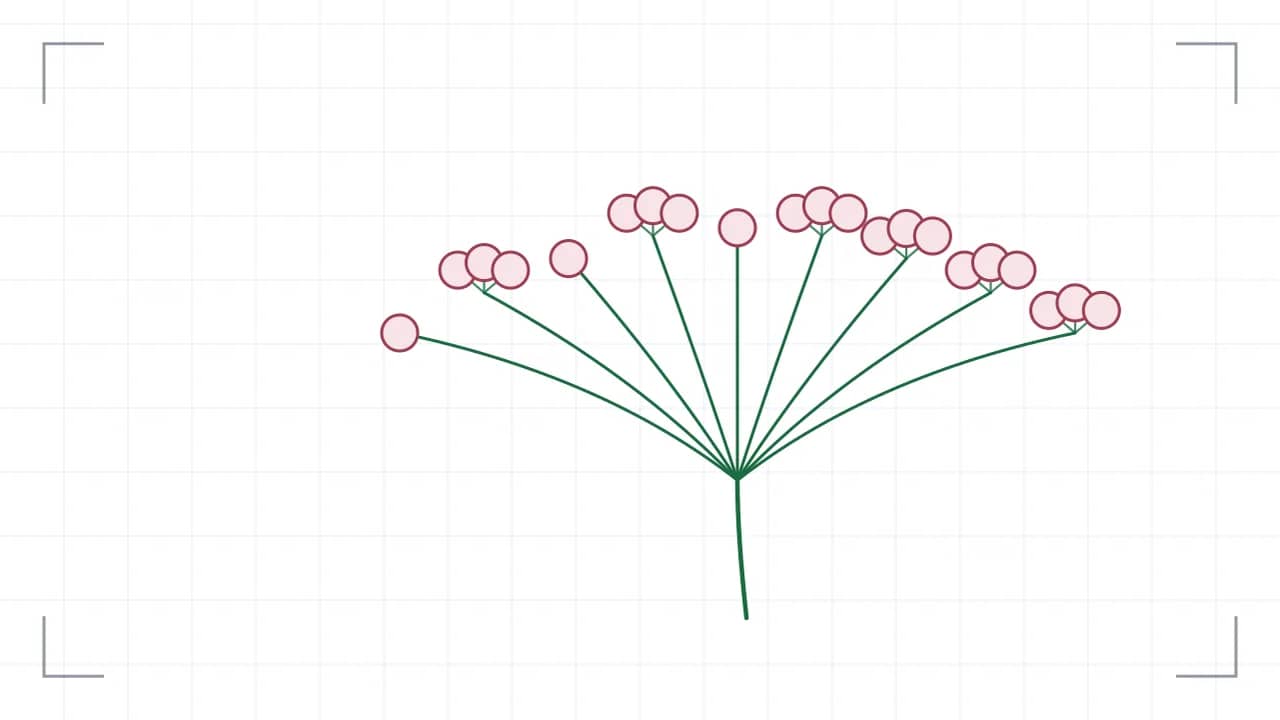 Botanisches Blütenstands-Diagramm einer Dolde: aus einem einzigen Knoten fächern gleich lange Strahlen auf. ein Verzweigungspunkte tragen neun Einzelblüten als Kreise; die Strichstärke nimmt mit jeder Ordnung ab.