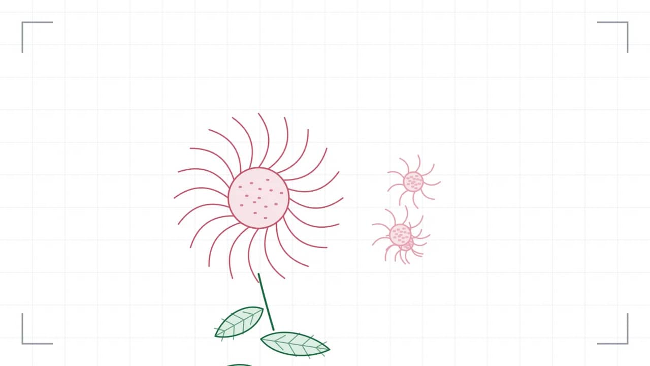 Nahsicht auf eine Korbblüte: zwanzig Zungenblüten stehen strahlenförmig um eine gepunktete Röhrenmitte. Der Stiel führt nach unten aus dem Bild, daran sitzen grosse Blätter mit sichtbaren Adern; seitlich stehen drei kleinere Blüten.