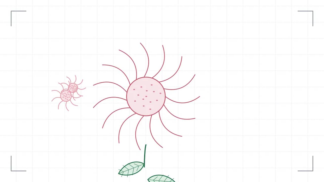 Nahsicht auf eine Korbblüte: fünfzehn Zungenblüten stehen strahlenförmig um eine gepunktete Röhrenmitte. Der Stiel führt nach unten aus dem Bild, daran sitzen grosse Blätter mit sichtbaren Adern; seitlich stehen zwei kleinere Blüten.