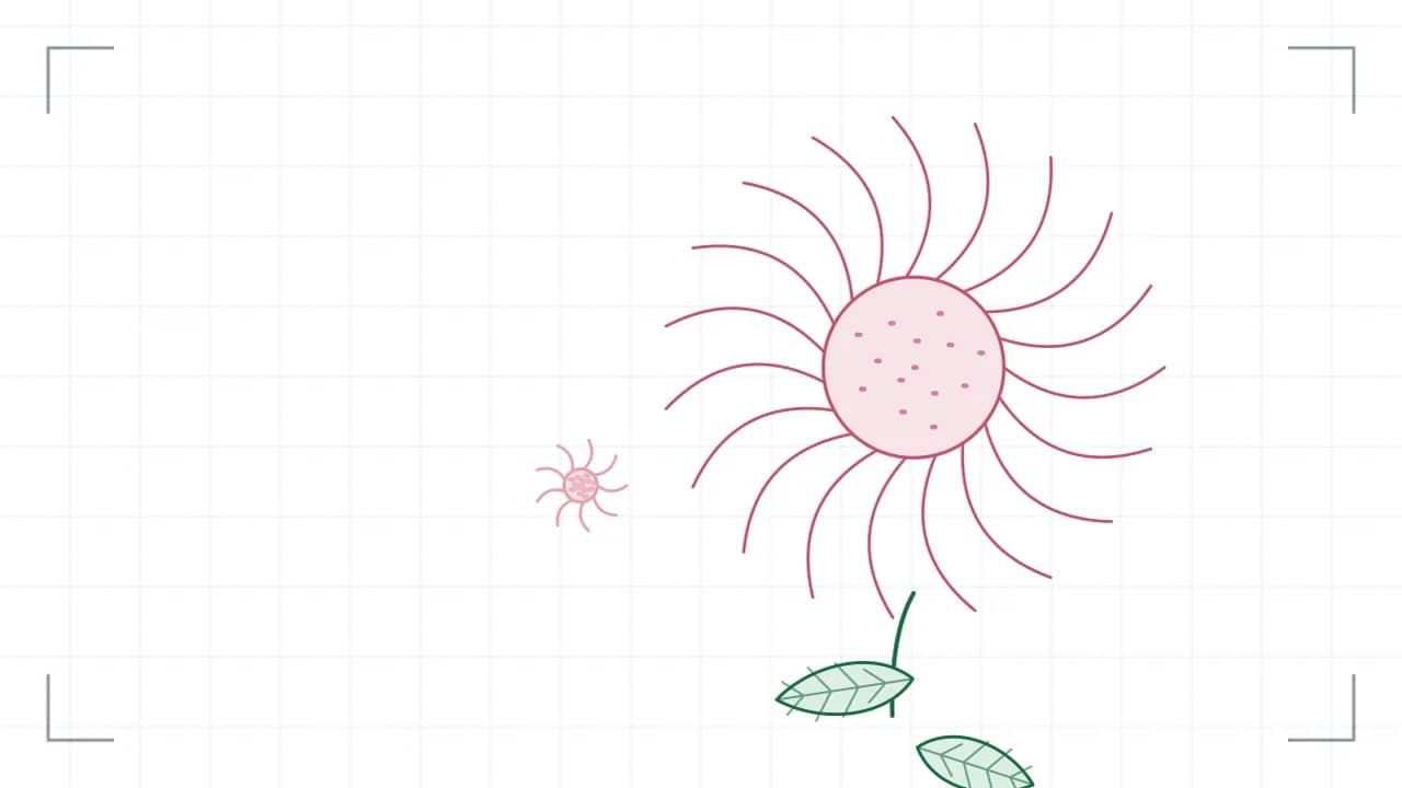 Nahsicht auf eine Korbblüte: neunzehn Zungenblüten stehen strahlenförmig um eine gepunktete Röhrenmitte. Der Stiel führt nach unten aus dem Bild, daran sitzen grosse Blätter mit sichtbaren Adern; seitlich stehen ein kleinere Blüten.