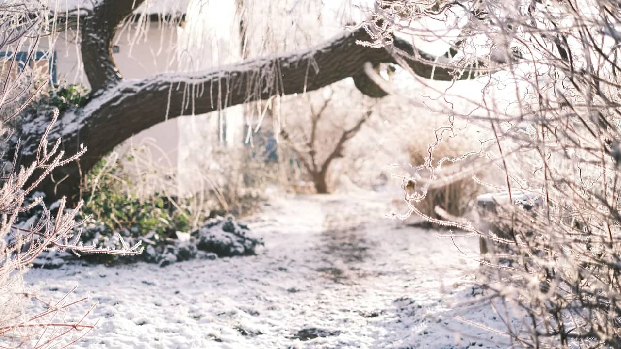 Verschneiter Gartenweg zwischen Sträuchern mit Raureif, darüber ein tief hängender, bereifter Ast.