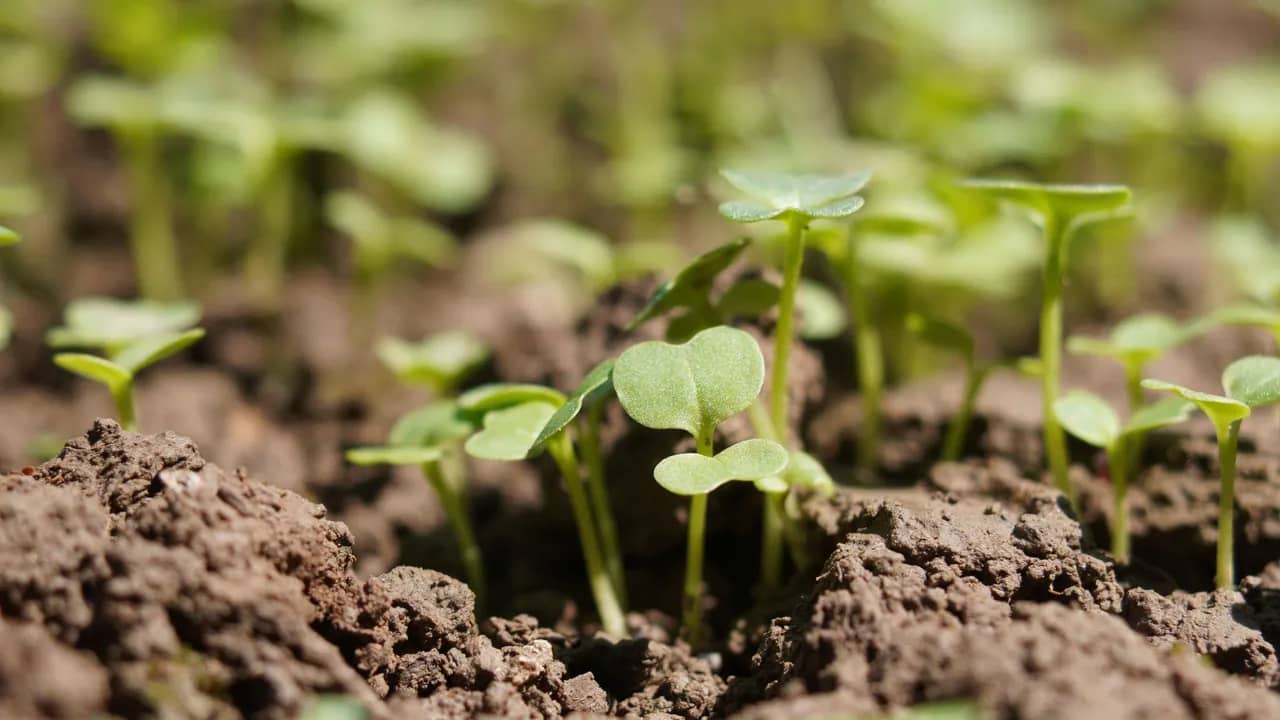 Junge Keimlinge mit runden Keimblättern spriessen in einer Reihe aus lockerer Gartenerde.