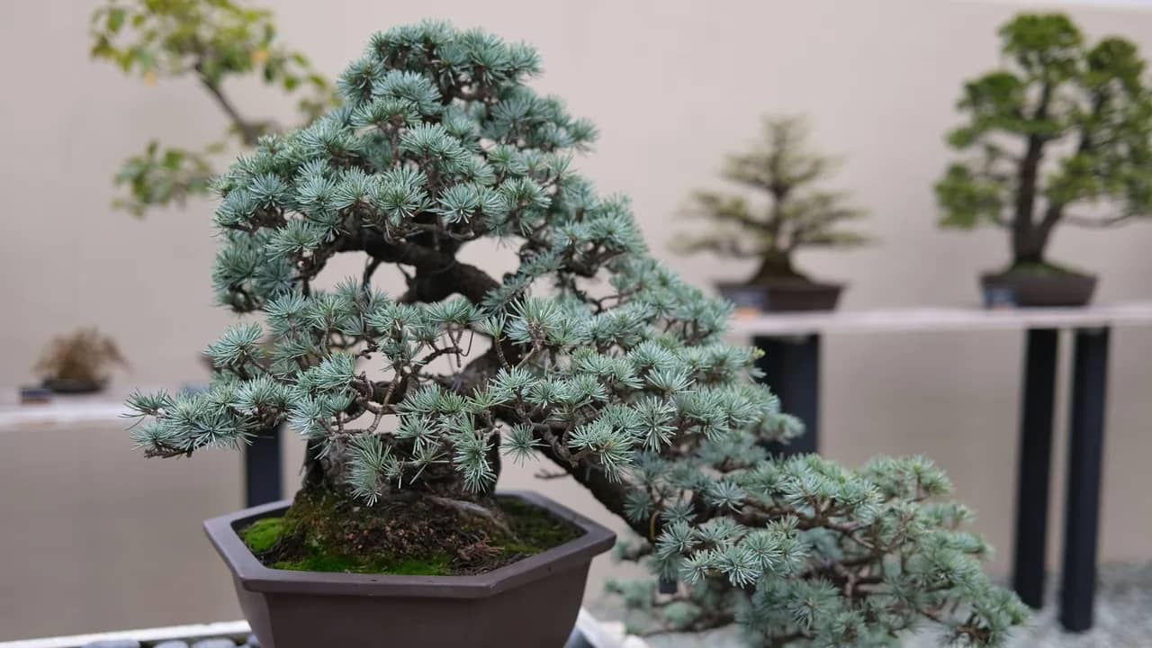 Bonsai einer blaunadligen Zeder in einer sechseckigen Schale, im Hintergrund weitere Bonsai auf Ständern.
