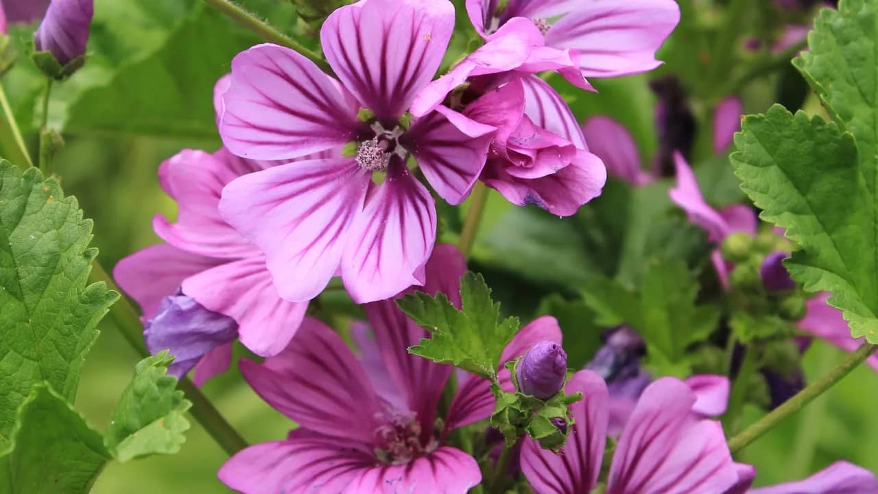 Violett-rosa Malvenblüten mit dunklen Streifen zwischen gelappten Blättern.