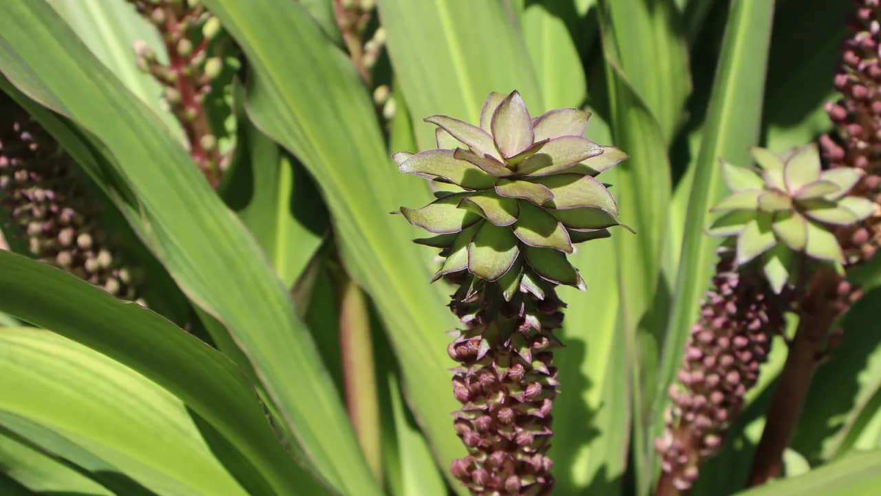 Blütenstände der Ananaslilie mit grünem Blattschopf und violetten Knospen zwischen breiten Blättern.