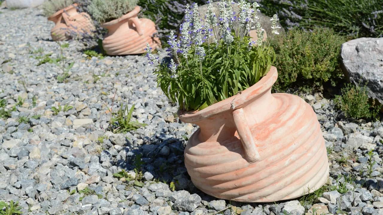 Kiesfläche mit hellem Schotter und Steinen, darauf liegende Terrakotta-Amphoren, aus der vordersten wachsen blau blühende Pflanzen.