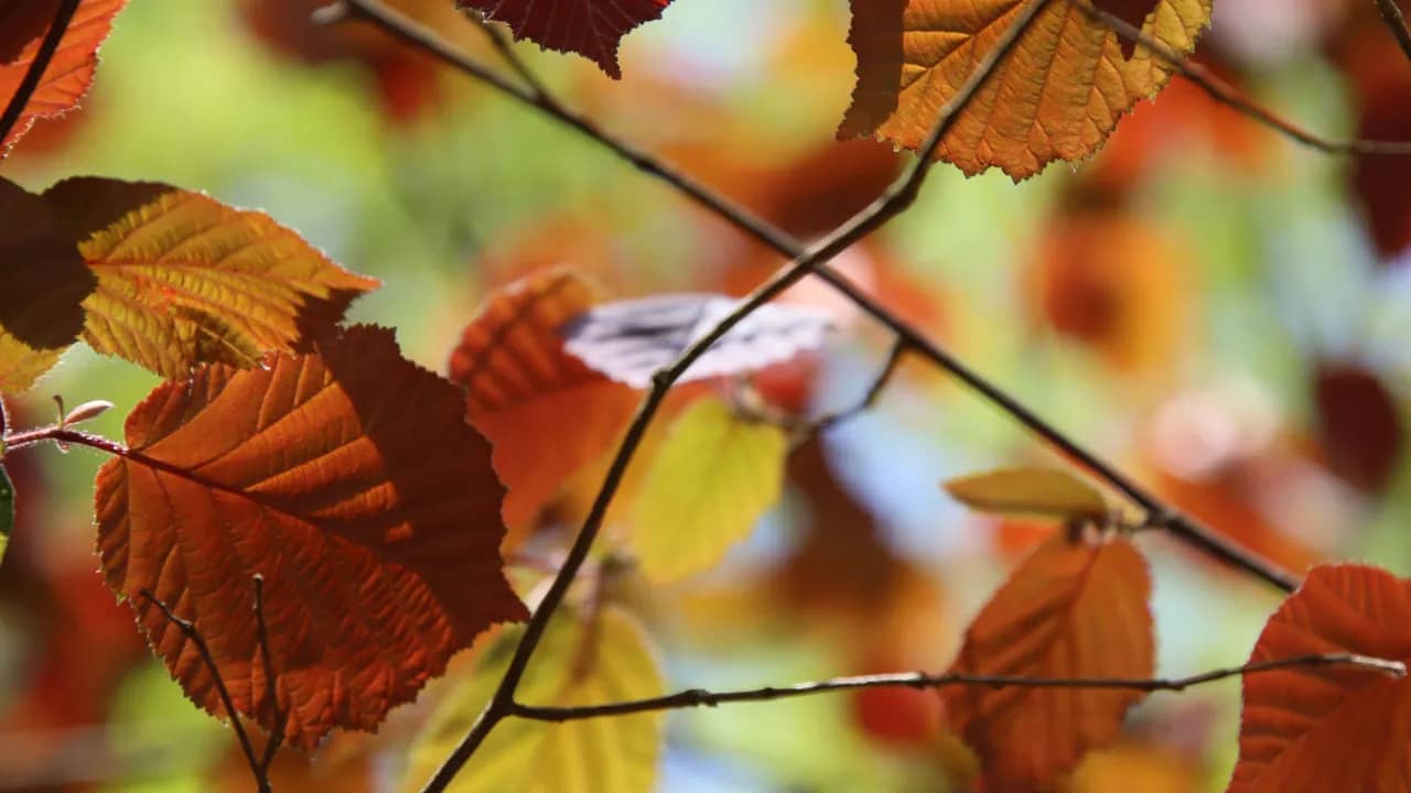 Herbstlaub in Gelb, Orange, Rot und Braun an feinen Zweigen, im Gegenlicht.