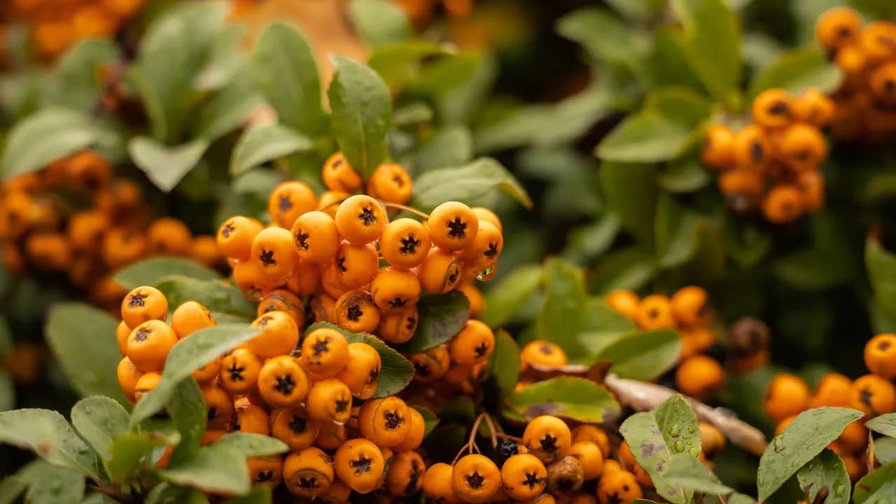 Dichte Büschel orangefarbener Feuerdorn-Beeren zwischen grünen Blättern.