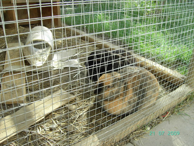 PICT1086.jpg