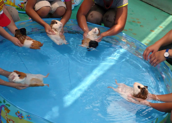 Guinie-Pig-Spa-096.jpg