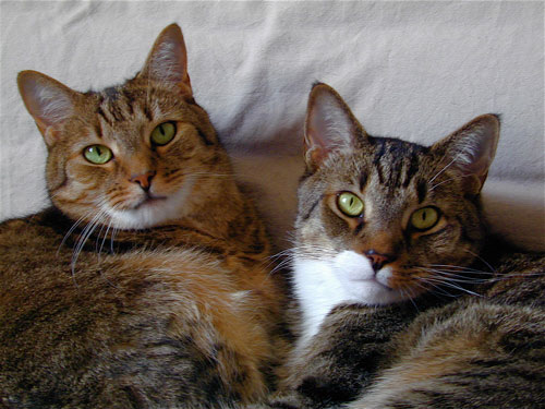 CatPhotoForHausForum.jpg
