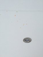 ImageUploadedByHaus-Forum.ch1471111431.360769.jpg