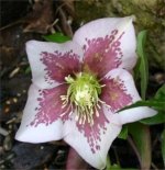 post-23-1369220457,5651.jpg