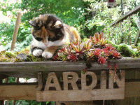 post-822-1369220532,0189.gif