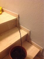 post-1855-1395686256,0419.jpg