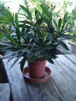 nerium-oleander-2.jpg.49ece0918d3e2e37eb6ac2a6a292ba2d.jpg