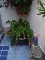 fuchsia-2.jpg.81259dd0794c8be8b4197d389022e6bb.jpg