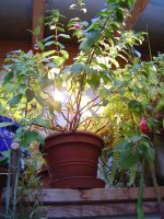 fuchsia-3.jpg.03e027ad92e413c236f91780b36c6e1c.jpg