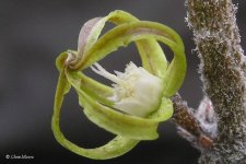 Cynanchum_marnierianum_Rauh.jpg.d1c3c6f34d407c22b3bf81183017e0cf.jpg