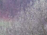 BILD3436.JPG.ecabfe31be54a8136b624989d23bfc6a.JPG