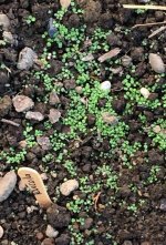 Rucola.jpg.4494f76d4566ccb7d2808c41566562e4.jpg