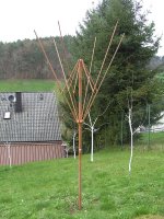 BILD3536.JPG.75e97affb17d389386897308e60dd644.JPG