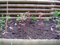22.4.2016-Garten-6.jpg.3776a45185de43d70c153dc41732f870.jpg