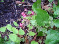 22.4.2016-Garten-5.jpg.51a6b32b678219686c03eb46118deb72.jpg