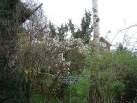 22.4.2016-Garten-7.jpg.1f2199f25cb806fadd3862c434144eea.jpg