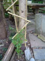 22.4.2016-Garten-8.jpg.b20a36e403a9b4cfb2f2f6d7b37dfeb9.jpg