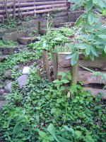 22.4.2016-Garten-10.jpg.54ea09228d6bd0b7d788fd53aead5a72.jpg