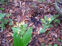 22.4.2016-Garten-12.jpg.c9f5e5ea2c7631ef0bf14ddd410dfc1c.jpg