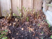 22.4.2016-Garten-13.jpg.c4b1dd94a17811d79cddcdce8a305c83.jpg